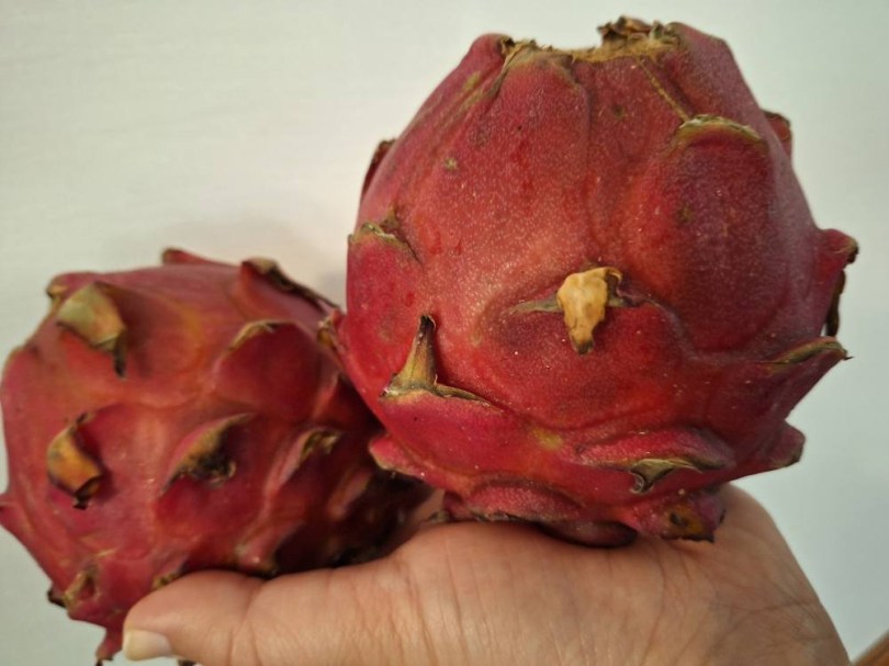 Tenerife Red Round sárkánygyümölcs, Hylocereus undatus, fagyérzékeny, gyümölcs
